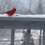 Awesome Red Cardinal Close Up