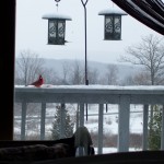 Red Cardinal Coming for a Bite