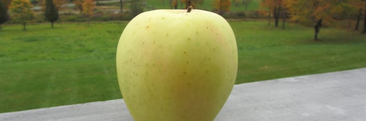 Upstate NY Apple 2011