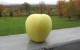 Upstate NY Apple 2011