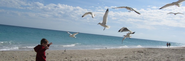 half size seagulls IMG_0180_1391 half size seagulls IMG_0180_1391