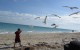 half size seagulls IMG_0180_1391 half size seagulls IMG_0180_1391