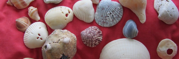 Collect your shells and rocks w holes Collect your shells and rocks w holes